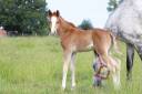 Colt French Saddle Pony For sale 2025 Buckskin