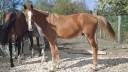 Colt French Saddle Pony For sale 2025 Buckskin