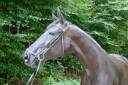 Mare Lusitano For sale 2016 Black