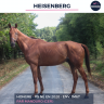 Gelding Thoroughbred For sale 2020 Chesnut