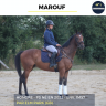 Gelding Thoroughbred For sale 2022 Bay
