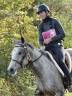 Gelding Arabian For sale 2016 Roan