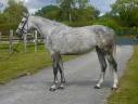Mare Zangersheide For sale 2019 Grey