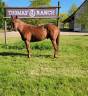 Gelding Quarter For sale 2021 Chesnut