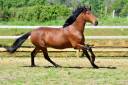 Mare PRE Pure Spanish Bred For sale 2020 Bay