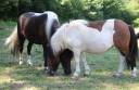 Filly Shetland Pony For sale 2024 Coloured