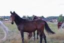 Colt BWP Belgian Warmblood For sale 2024 Bay