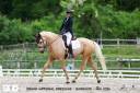 Gelding AES Anglo European Studbook For sale 2021 Palomino