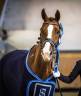 Gelding Westphalian  For sale 2014 Chesnut