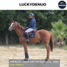 Mare AQPS For sale 2021 Chesnut