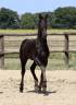 Filly Friesian For sale 2025 Black