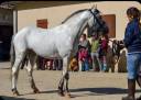 Stallion Other Pony Breed For sale 2011 Appaloosa