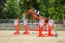 Gelding Selle Français For sale 2019 Chesnut