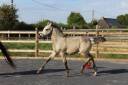 Filly French Saddle Pony For sale 2025 Buckskin