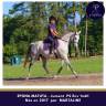 Mare Thoroughbred For sale 2017 Grey