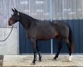 Broodmare Selle Français For sale 2018 Dark Bay