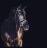 Mare KWPN Dutch Warmblood For sale 2014 Other color