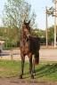 Gelding Selle Français For sale 2021 Dark Bay
