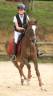 Gelding French Saddle Pony For sale 2016 Bay
