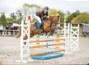 Mare Welsh Part Bred For sale 2018 Chesnut