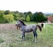 Colt Connemara For sale 2025 Grey