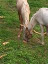 Colt Palomino For sale 2024 Coloured