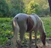 Colt Palomino For sale 2024 Coloured