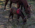Filly Curly For sale 2025 Bay