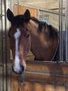 Gelding Selle Français For sale 2010 Bay