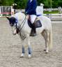 Gelding Connemara For sale 2010 White