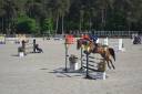 Gelding Selle Français For sale 2014 Bay