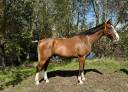Gelding Selle Français For sale 2020 Bay
