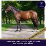 Mare AQPS For sale 2021 Bay