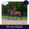 Mare AQPS For sale 2019 Bay