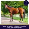 Gelding Thoroughbred For sale 2020 Bay