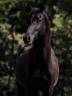 Mare Other Pony Breed For sale 2012 Black