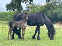Colt Friesian Arabian For sale 2025 Black