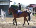 Mare Selle Français For sale 2013 Bay