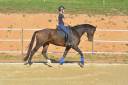 Gelding KWPN Dutch Warmblood For sale 2018 Bay