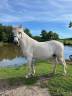 Broodmare Connemara For sale 2012 Grey
