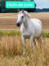 Broodmare Connemara For sale 2018 Grey