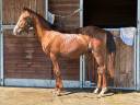 Gelding Origin Recorded For sale 2024 Liver chestnut