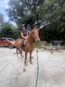 Mare Belgian Riding Pony For sale 2022 Chesnut