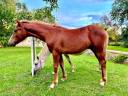 Colt Connemara For sale 2025 Chesnut