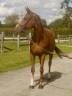 Mare sBs Belgian Warmblood For loan 2018 Chesnut