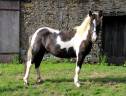 Gelding Other Pony Breed For sale 2023 Coloured