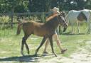 Colt New Forest For sale 2025 Liver chestnut