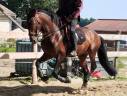 Entire PRE Pure Spanish Bred For sale 2019 Dark Bay