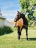 Mare French Trotter For sale 2023 Dark Bay