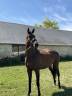 Mare English Thoroughbred For sale 2018 Dark Bay